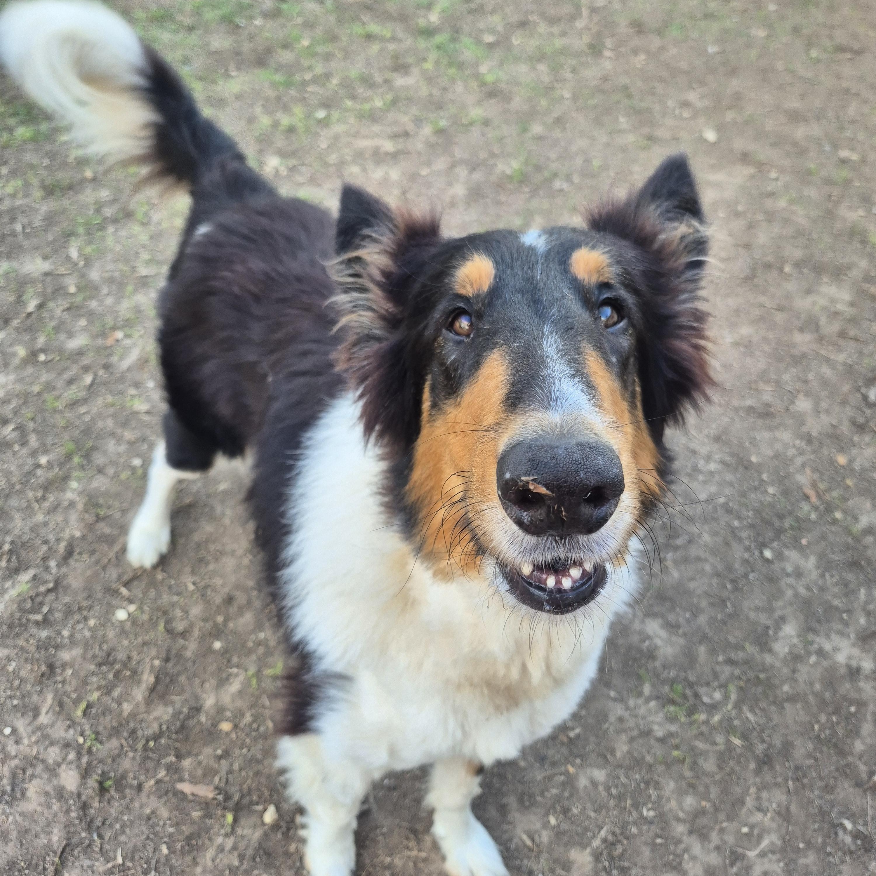 Enlarge Stash Lightning the Rough Collie, a Adoptable Rough Collie in metairie, LA image 1/5