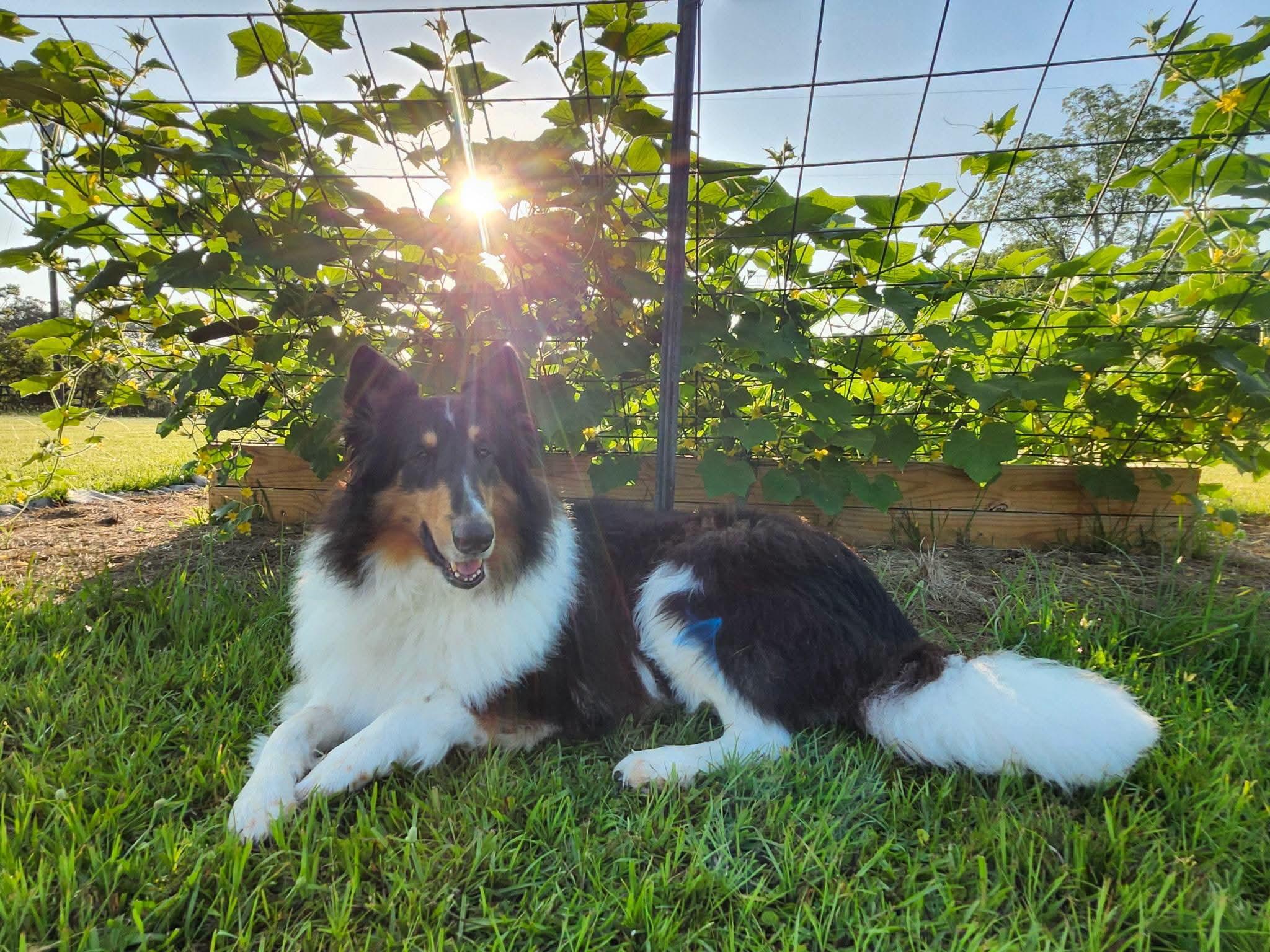 Stash, adoptable, Adult Male Rough Collie.