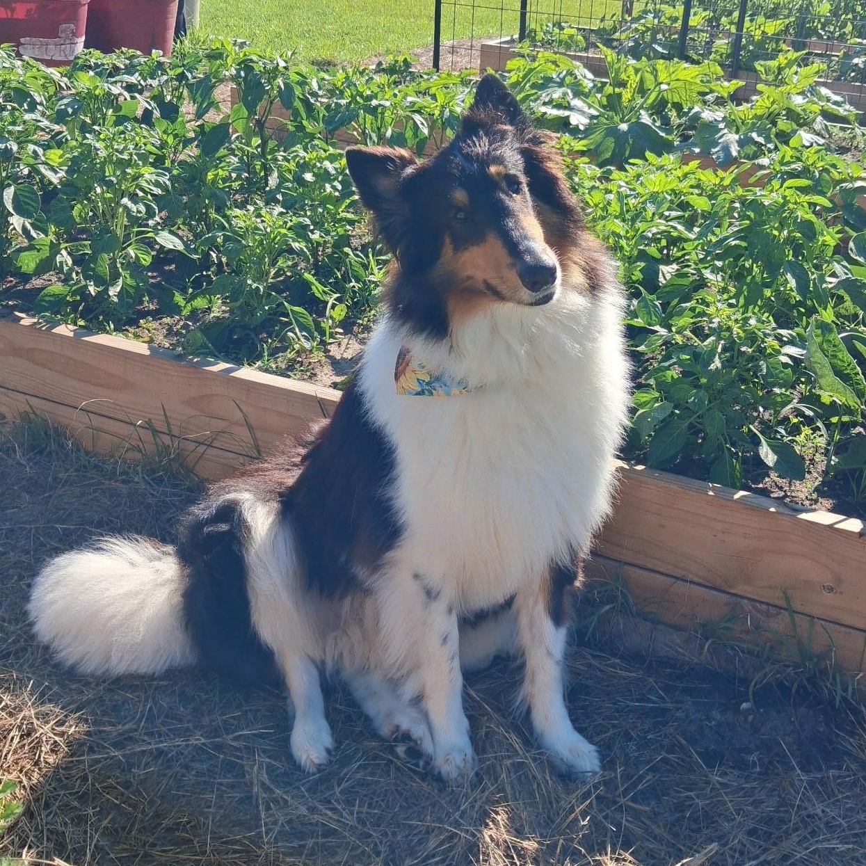 Stash, an adoptable Rough Collie in metairie, LA image 2/6