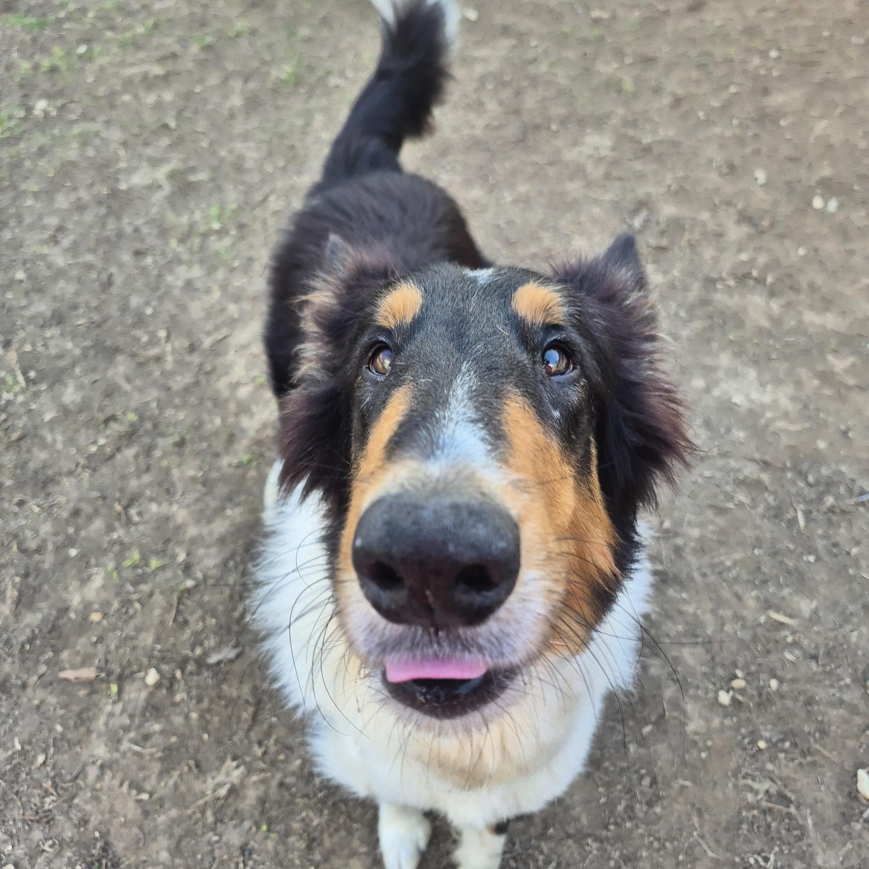 Enlarge Stash Lightning the Rough Collie, a Adoptable Rough Collie in metairie, LA image 5/5