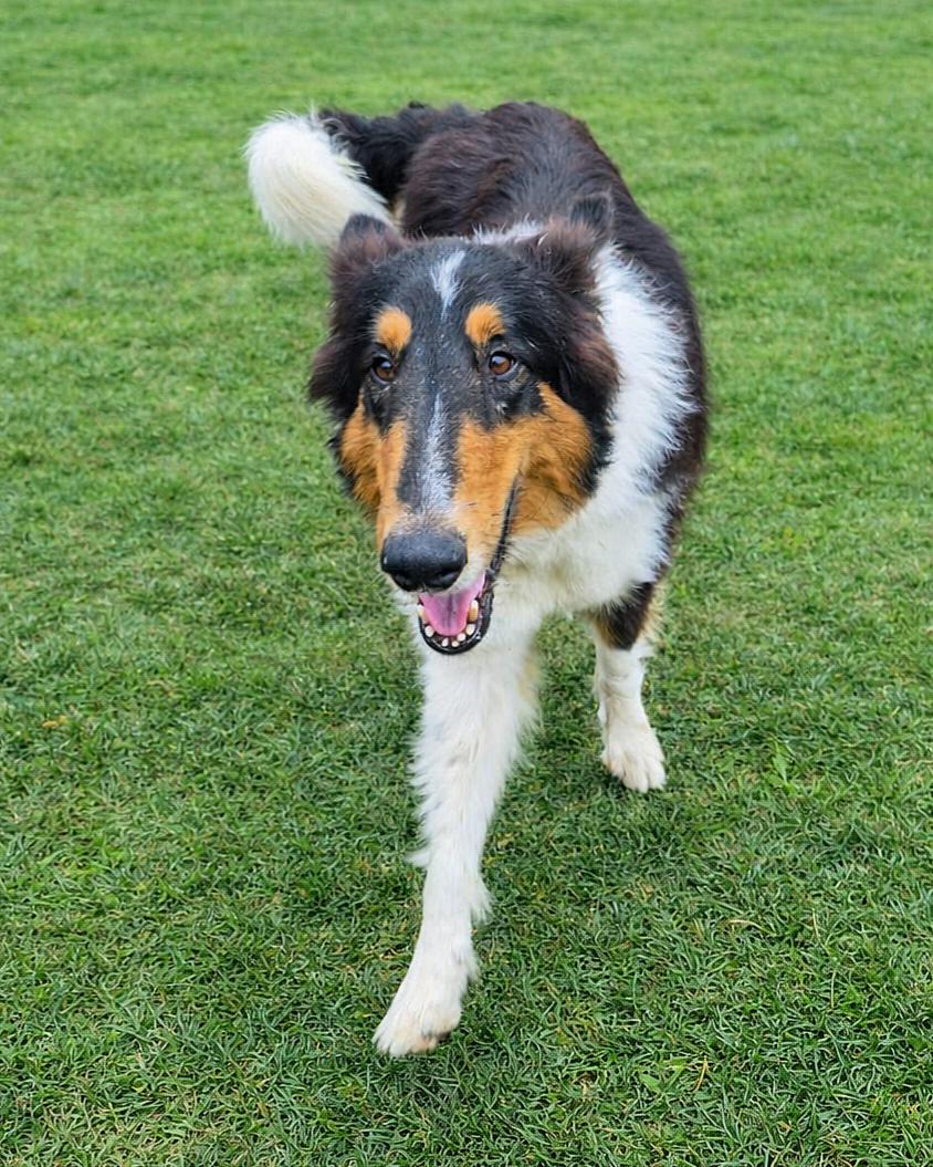Enlarge Stash, an adopted Rough Collie in metairie, LA image 1/6