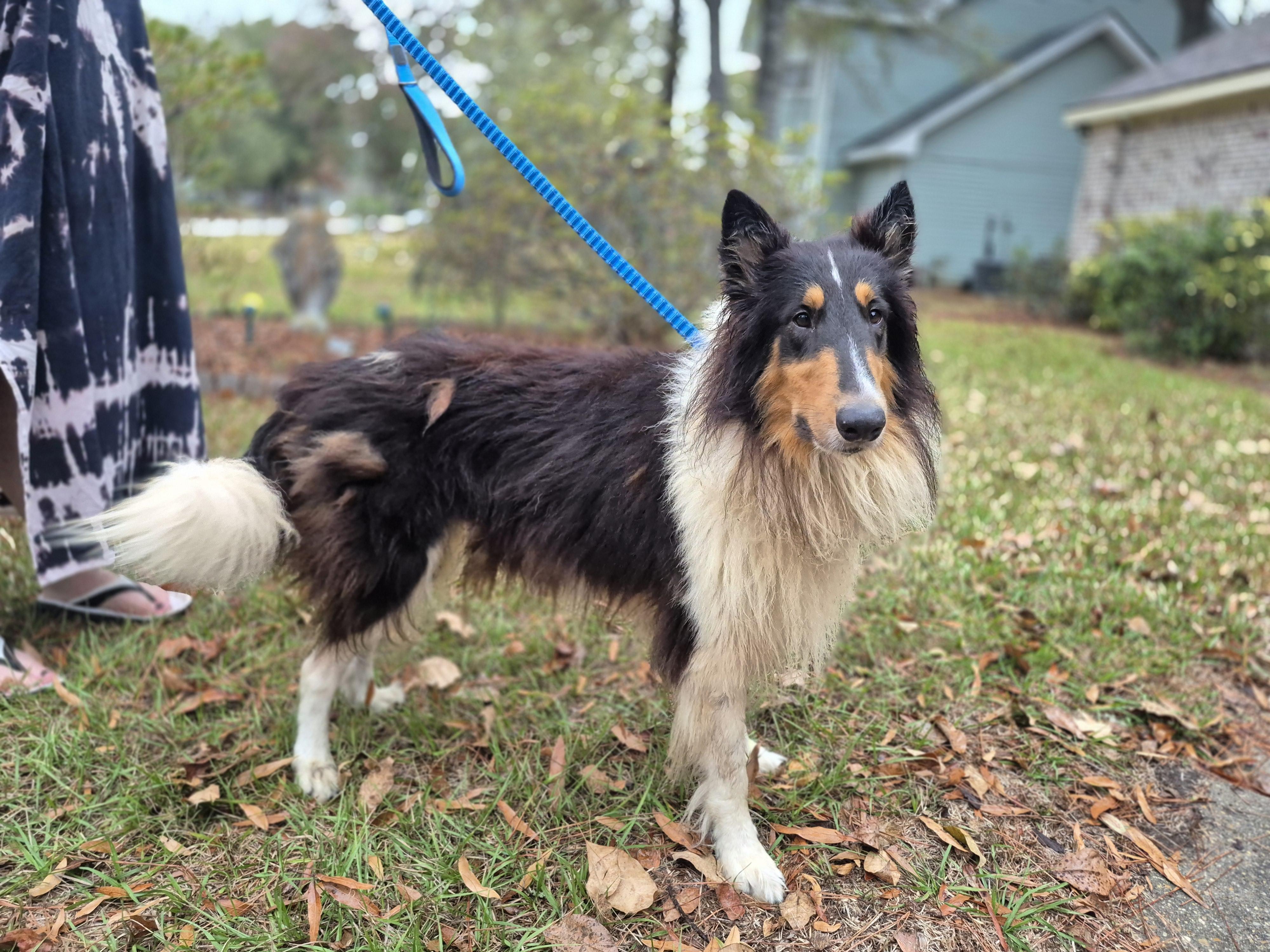 Enlarge Stash Lightning the Rough Collie, a Adoptable Rough Collie in metairie, LA image 3/5