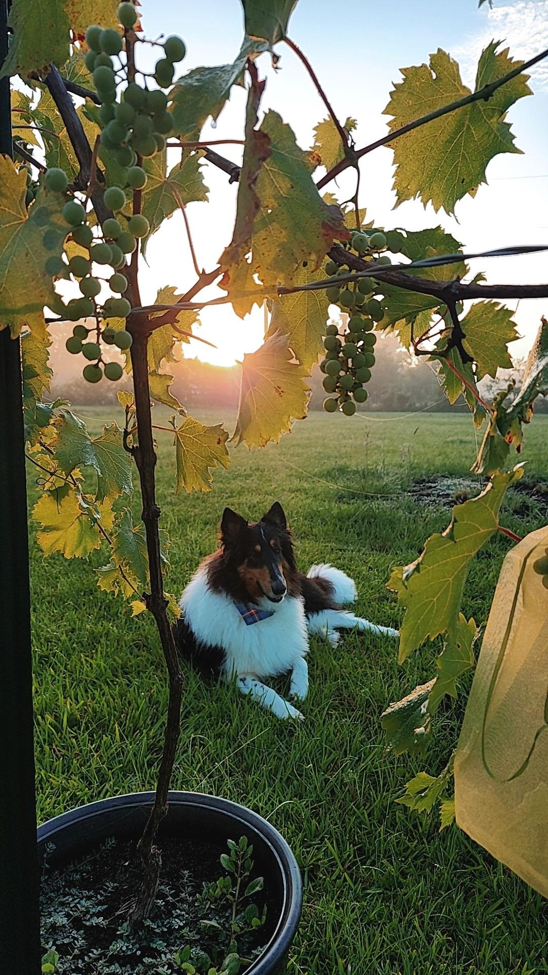 Stash, an adoptable Rough Collie in metairie, LA image 3/6