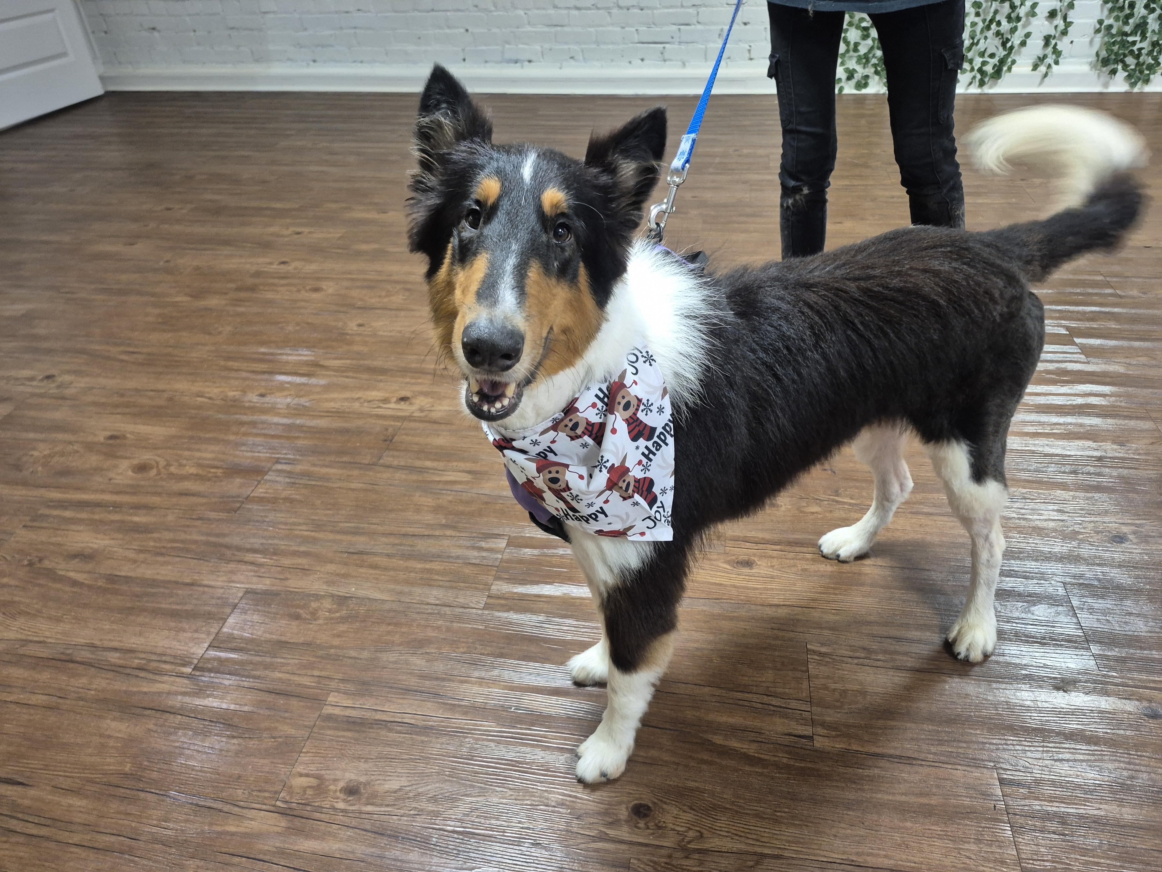 Enlarge Stash Lightning the Rough Collie, a Adoptable Rough Collie in metairie, LA image 4/5