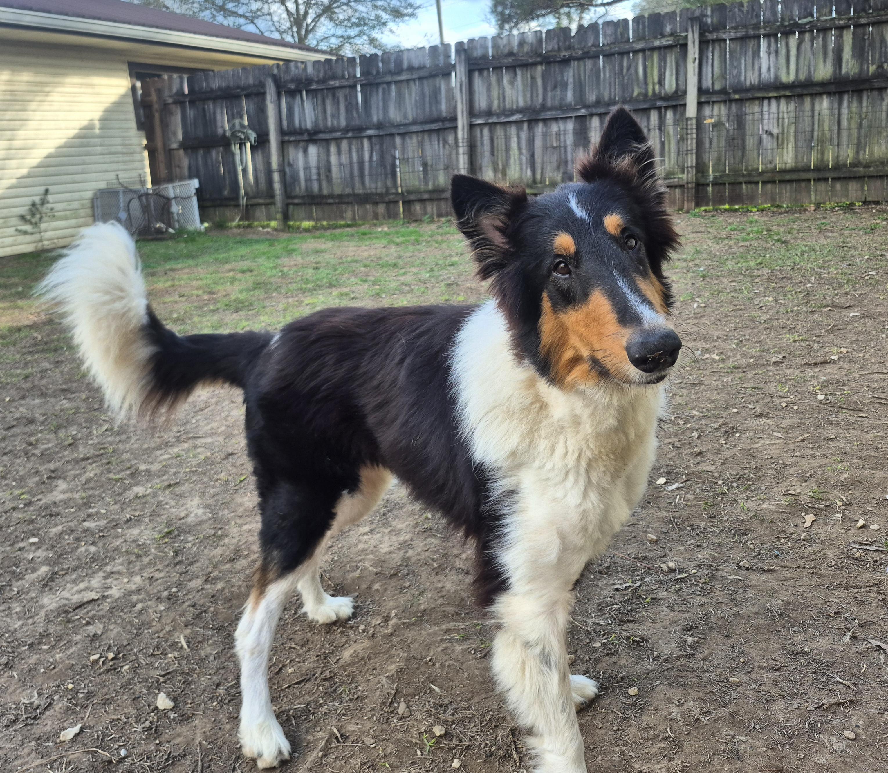 Enlarge Stash Lightning the Rough Collie, a Adoptable Rough Collie in metairie, LA image 2/5