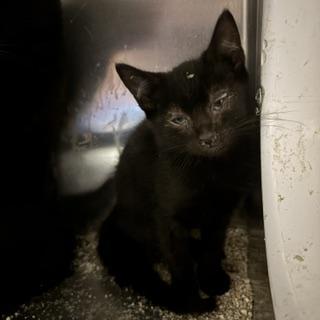 A614341, Adoptable, Kitten Male Domestic Short Hair.