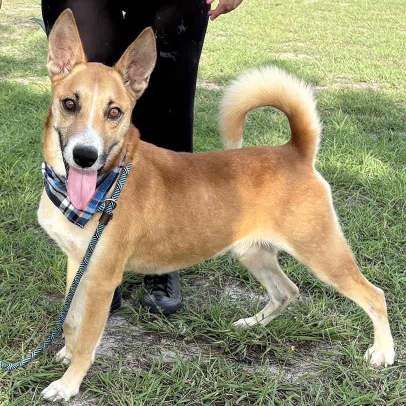 Flako — thumbnail 2