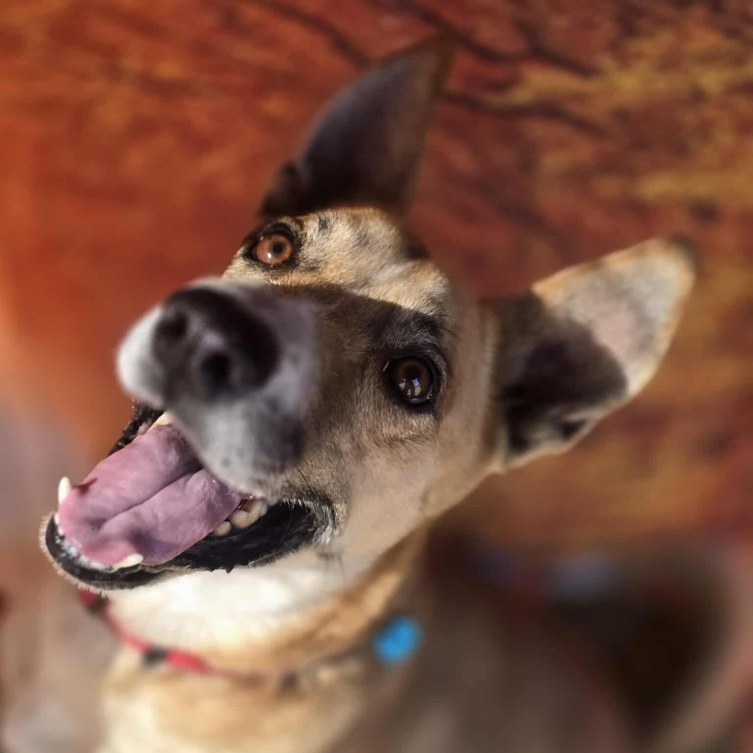 Flako — thumbnail 3