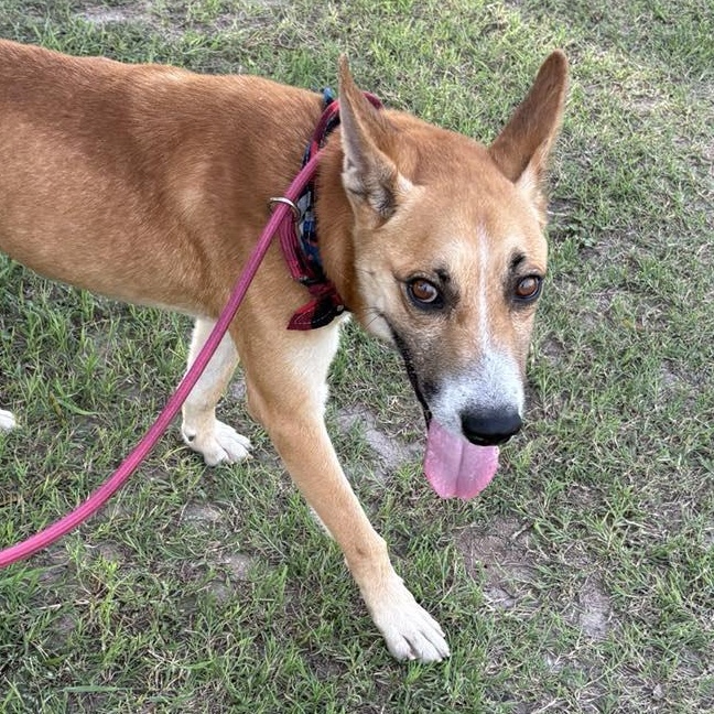 Flako — thumbnail 4