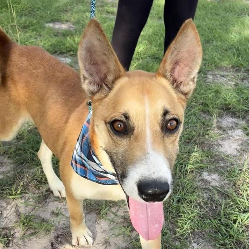 Flako — thumbnail 6