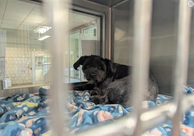 GRINCH, Adoptable, Young Male Shih Tzu & Mixed Breed.