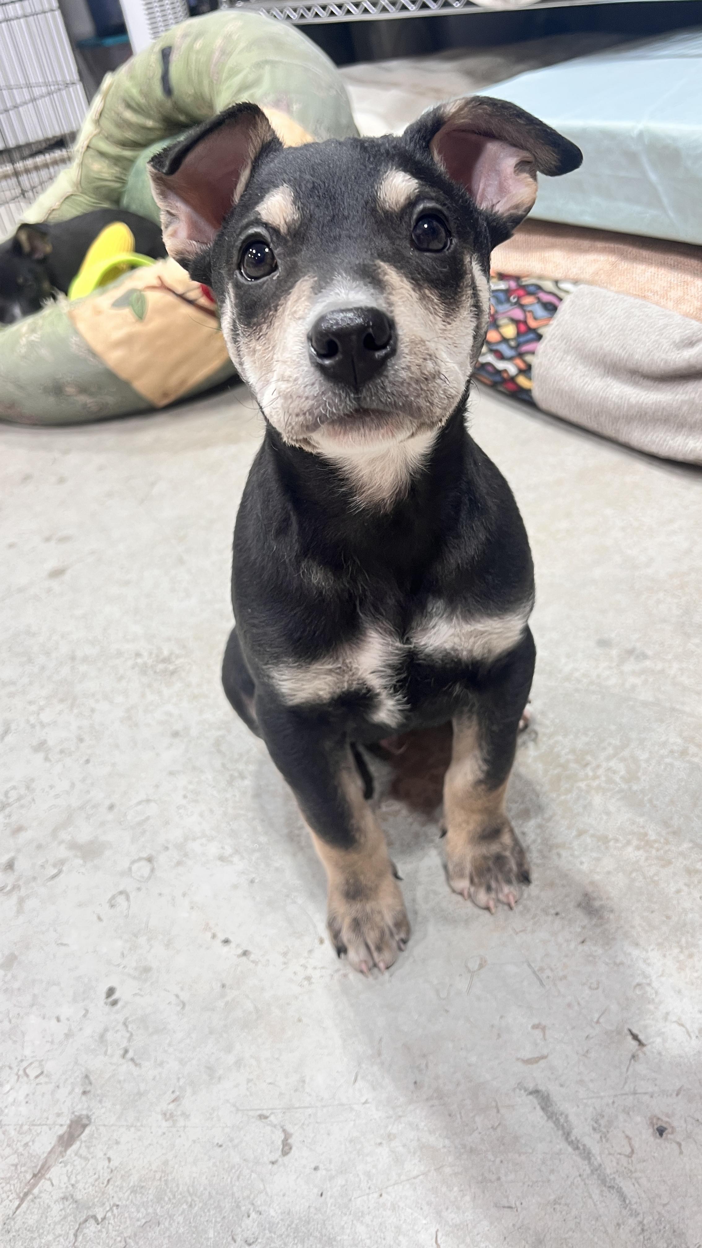 Enlarge Yule, an adopted mixed breed in Bend, OR image 2/2