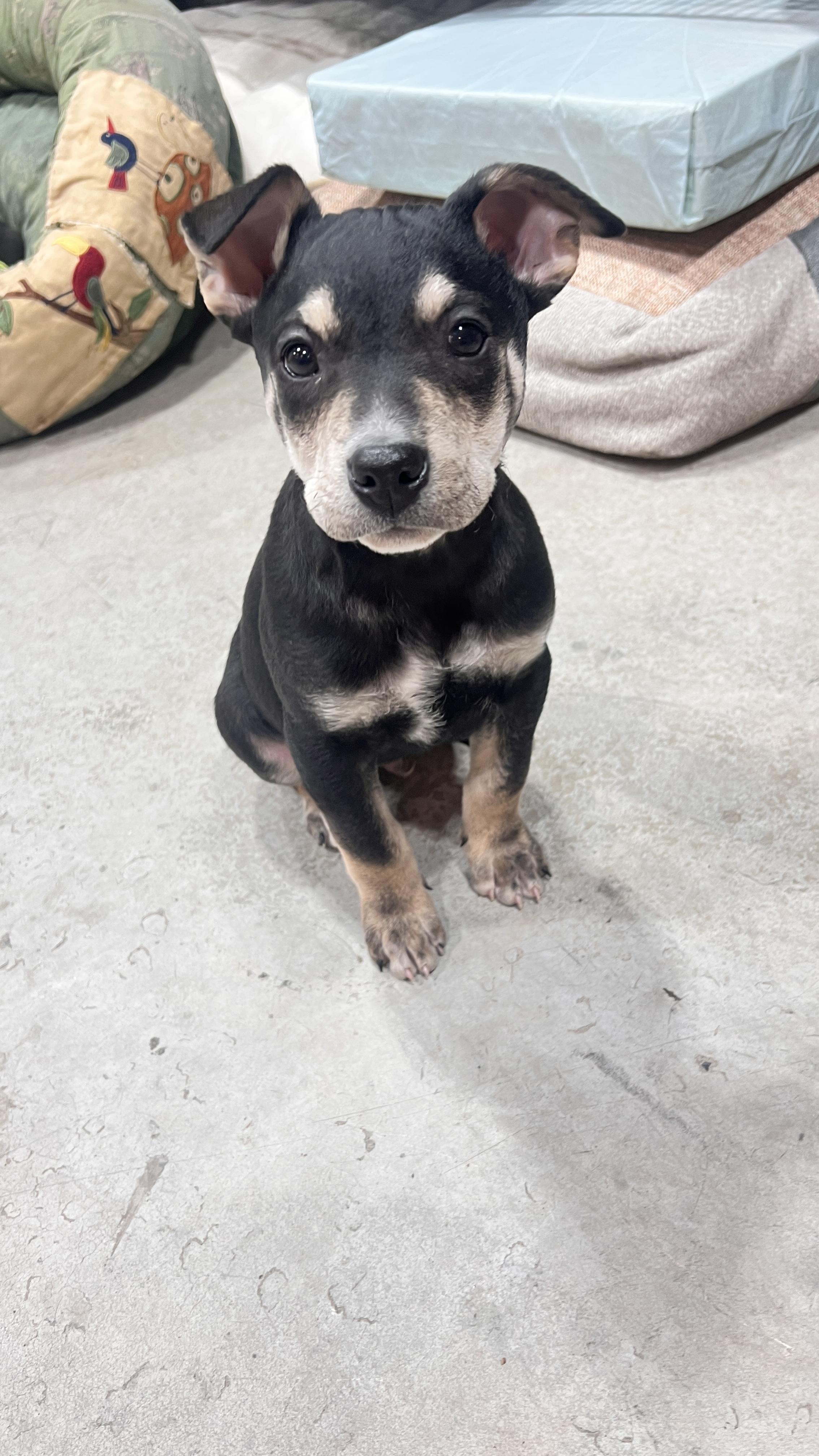 Yule, ADOPTABLE, Puppy Male Shepherd.