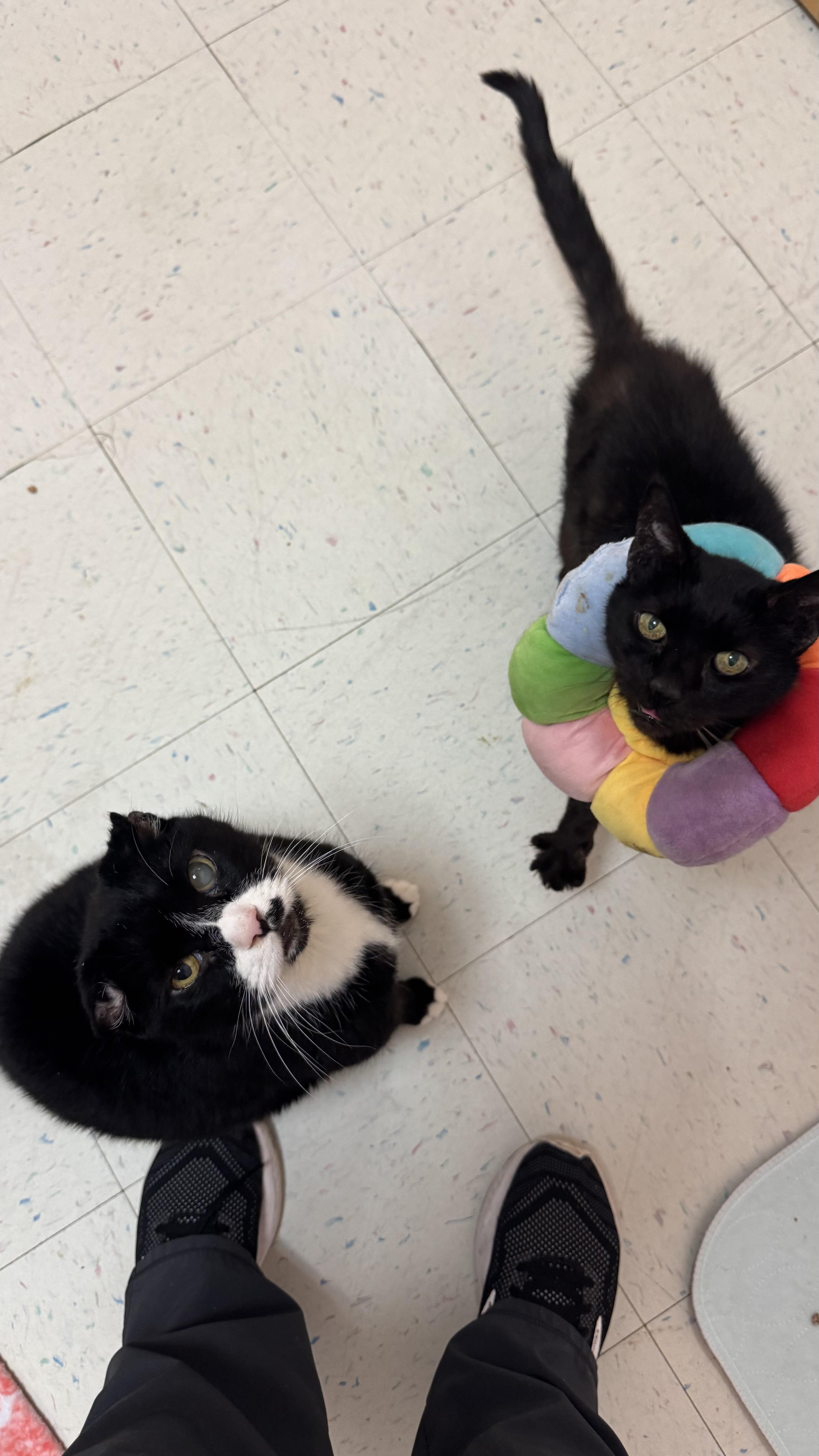 Keet keet and Peekaboo, Adoptable, Adult Male Domestic Short Hair.