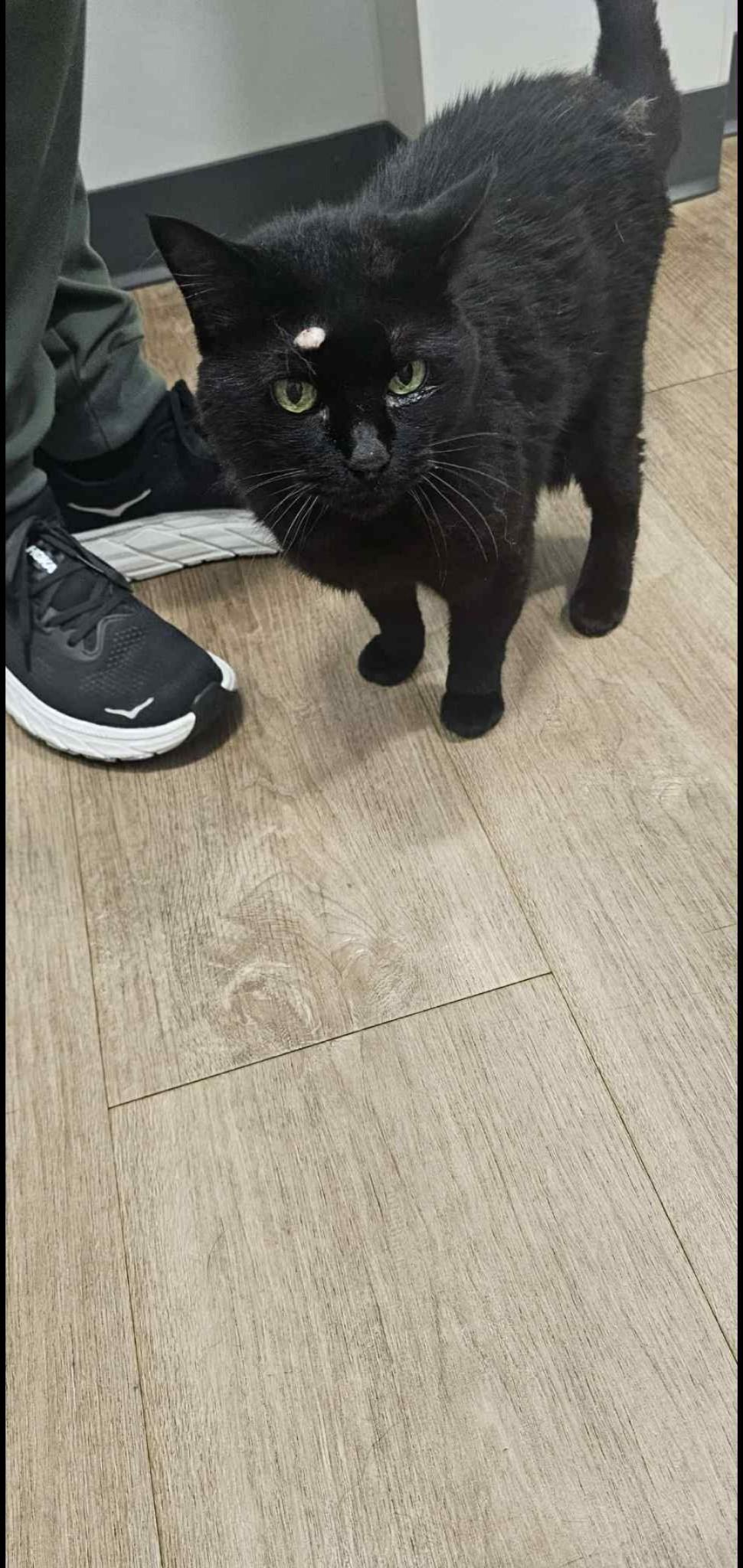 June Bug, a Adoptable Domestic Medium Hair in Lake Hopatcong, NJ image 2/3