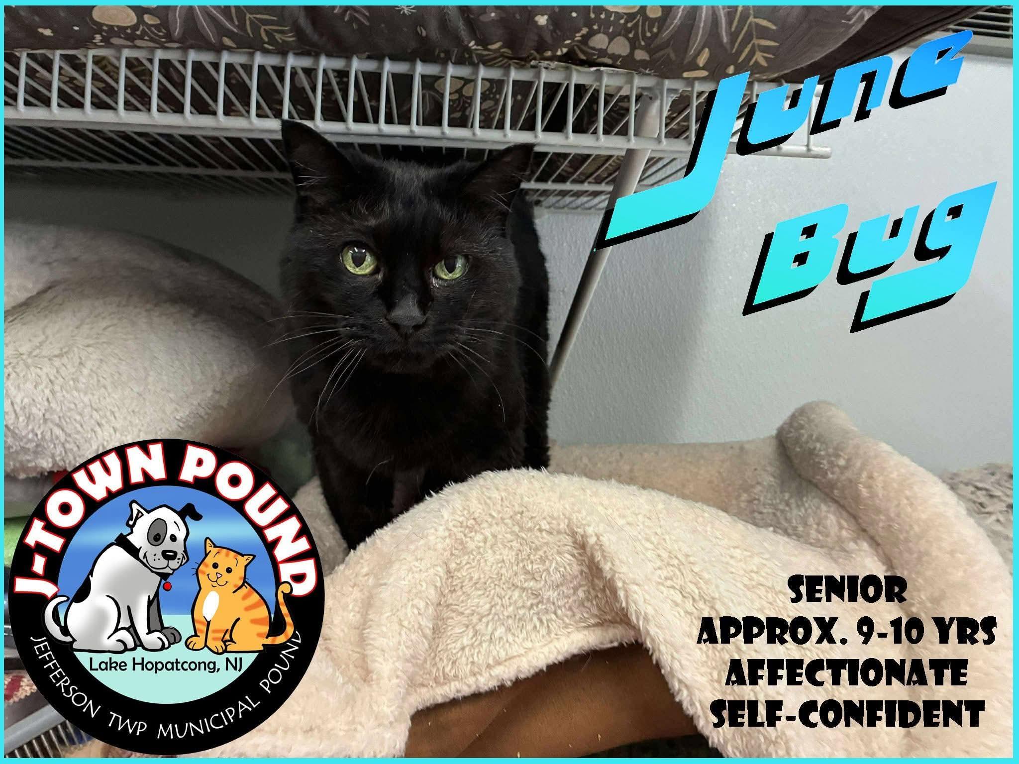 June Bug, adoptable, Senior Female Domestic Medium Hair.