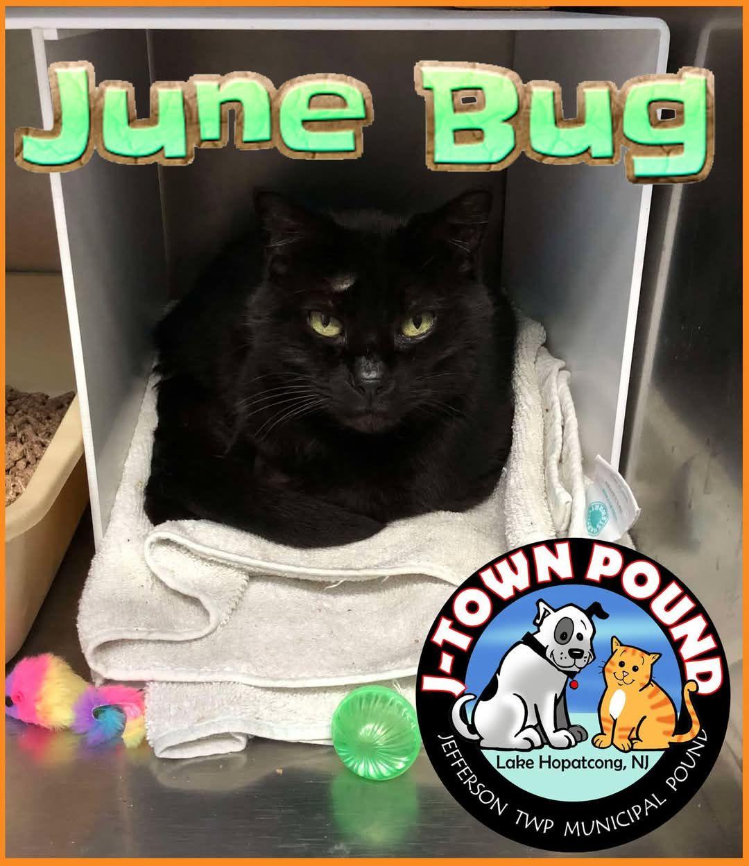 June Bug, Adoptable, Senior Female Domestic Medium Hair.