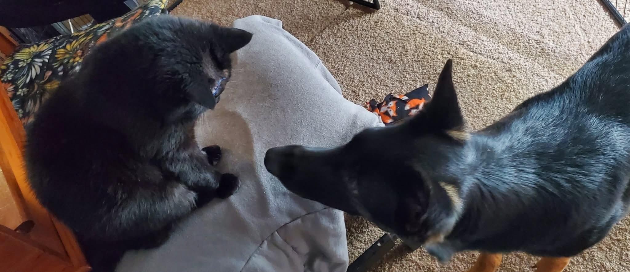 Enlarge June Bug, a Adoptable Domestic Medium Hair in Lake Hopatcong, NJ image 2/5