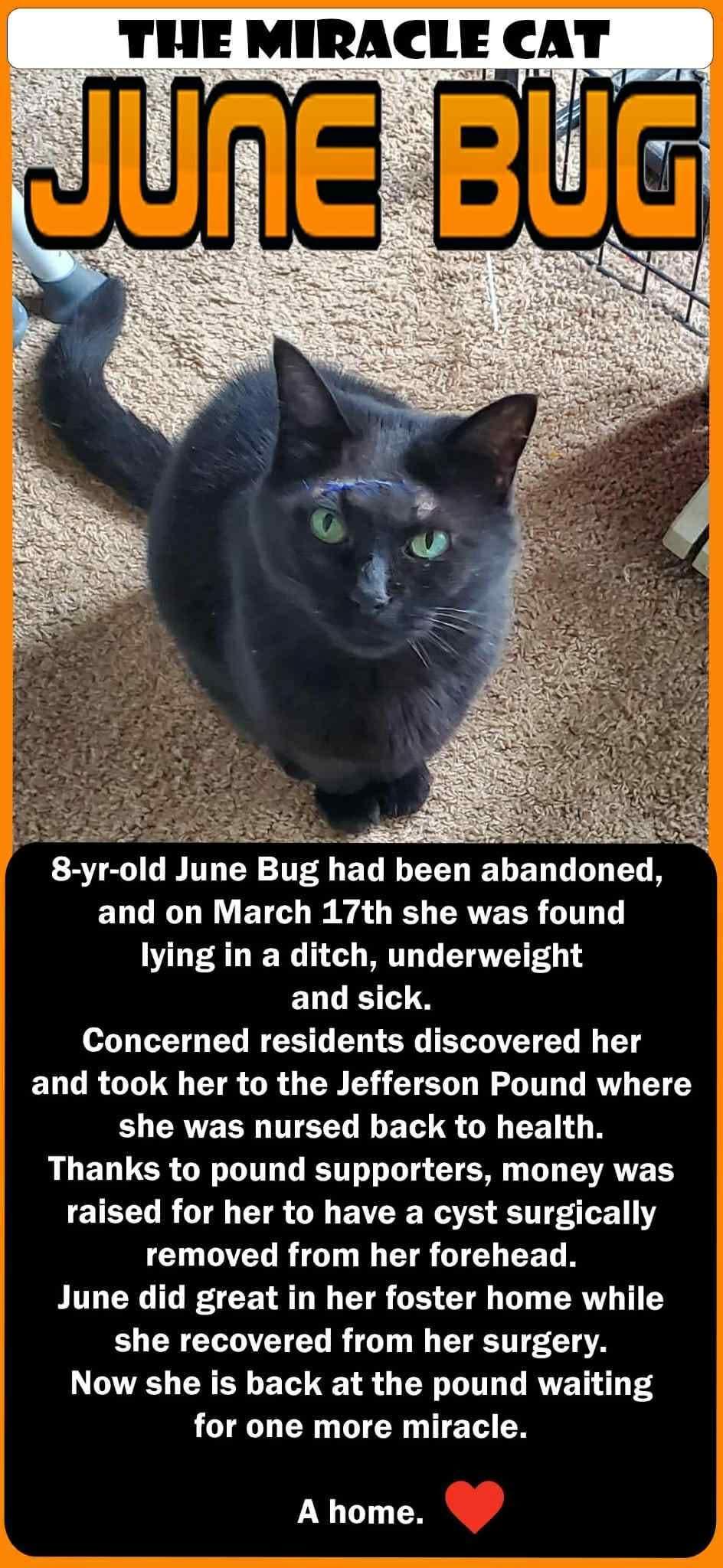 Enlarge June Bug, a Adoptable Domestic Medium Hair in Lake Hopatcong, NJ image 3/5