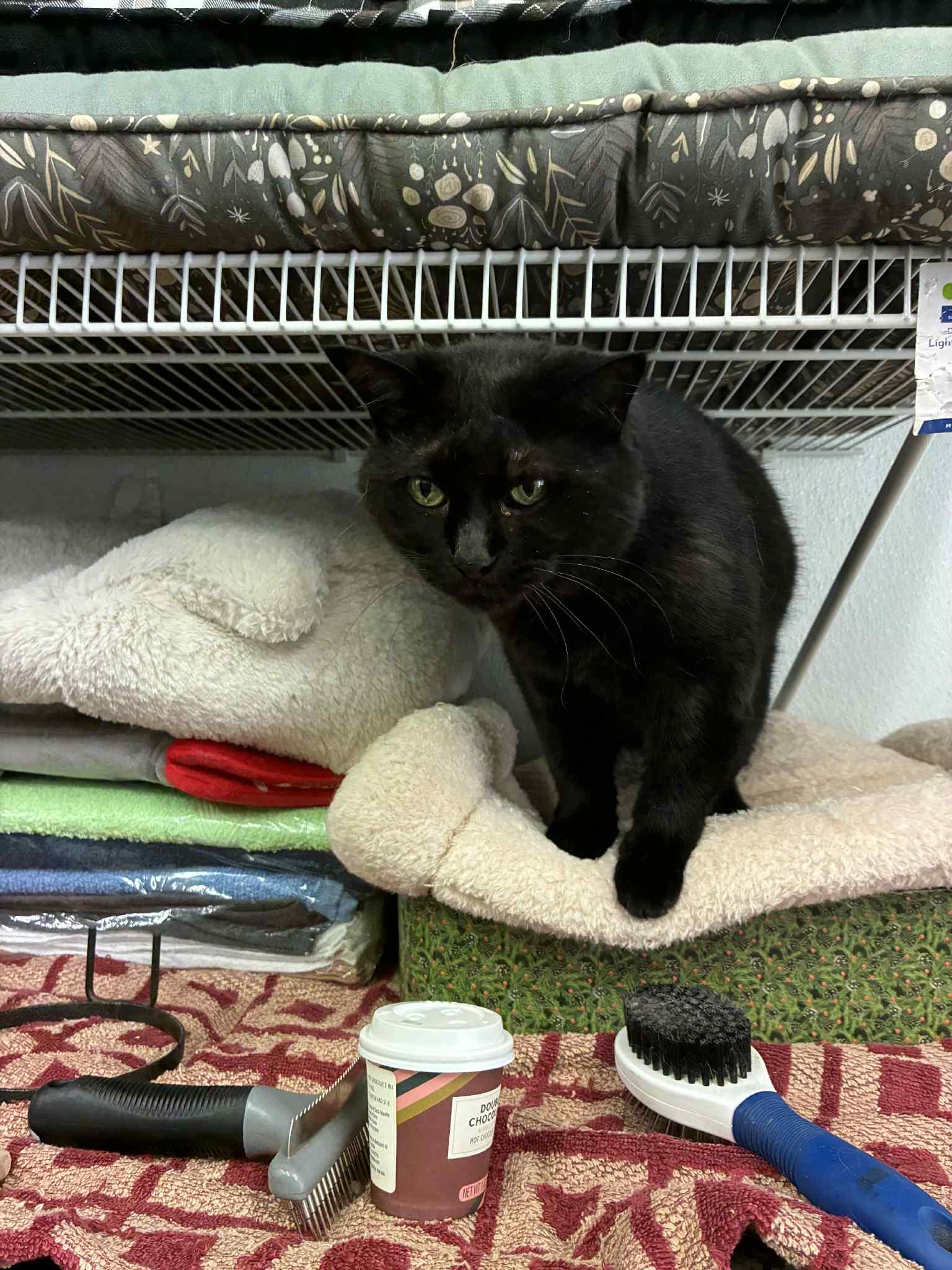 Enlarge June Bug, a Adoptable Domestic Medium Hair in Lake Hopatcong, NJ image 4/5