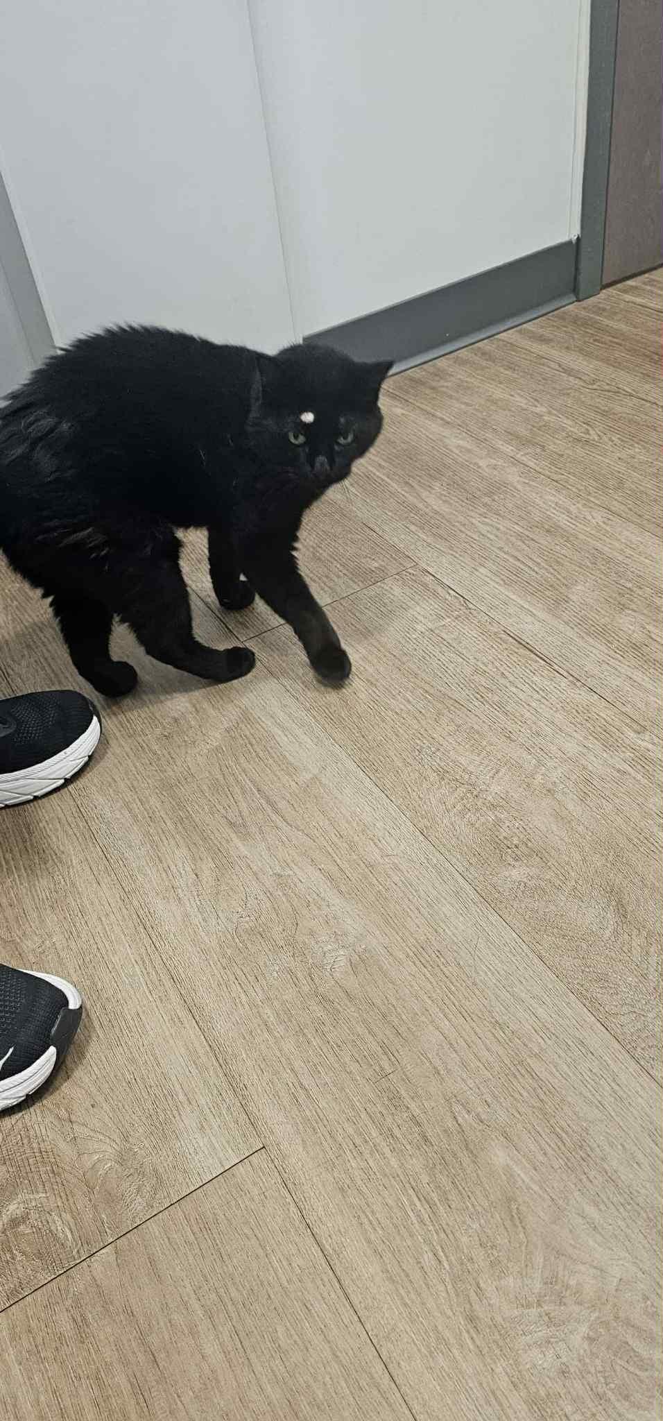 June Bug, a Adoptable Domestic Medium Hair in Lake Hopatcong, NJ image 3/3