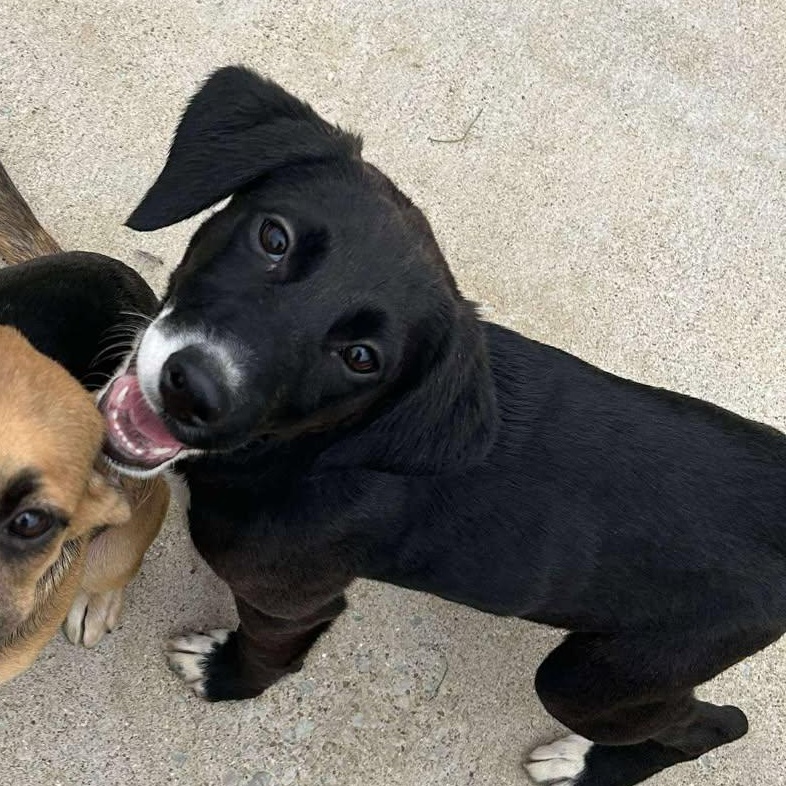 Sprout, Adoptable, Puppy Female Beagle.