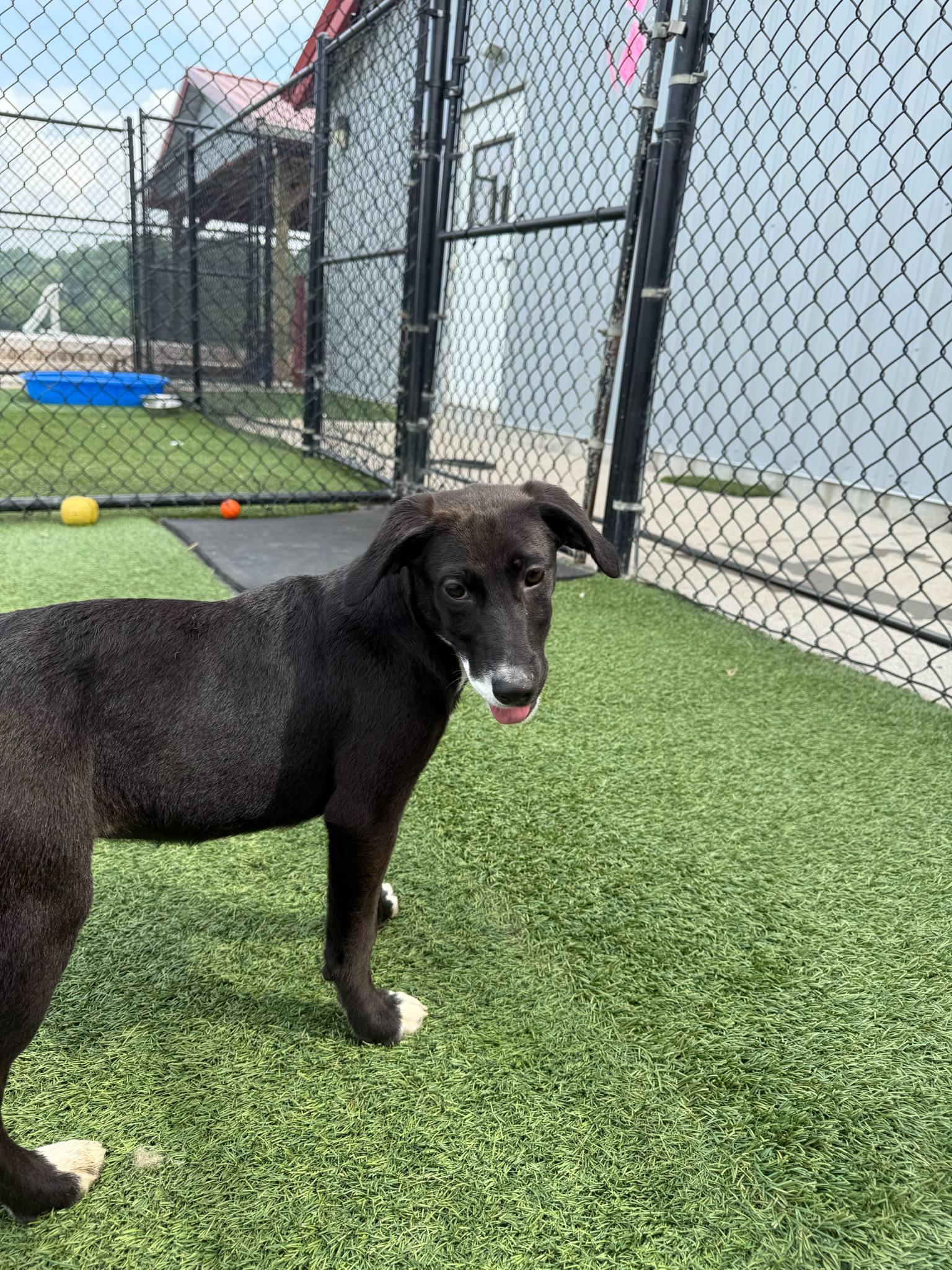 Enlarge Sprout, a Adoptable mixed breed in Richmond, KY image 1/3