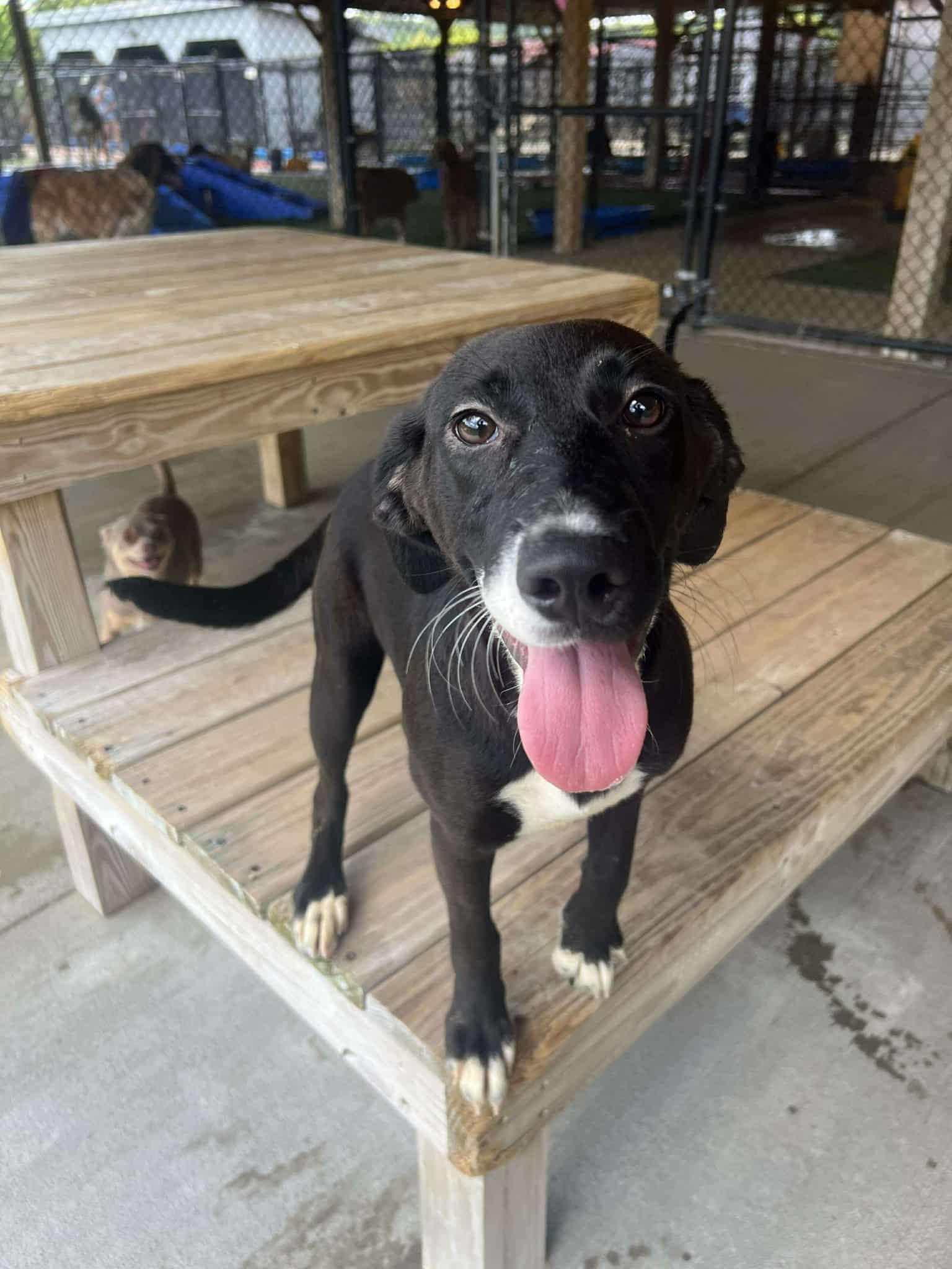 Enlarge Sprout, a Adoptable mixed breed in Richmond, KY image 2/3