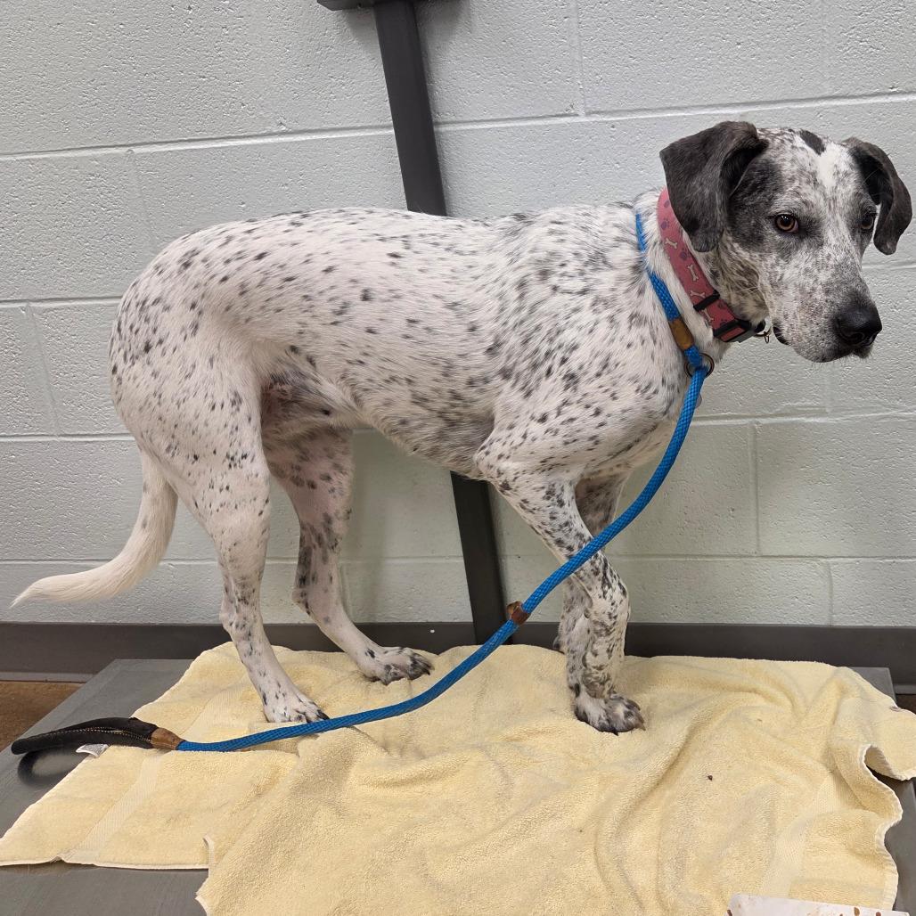 Izzy, Adoptable, Adult Female Retriever.