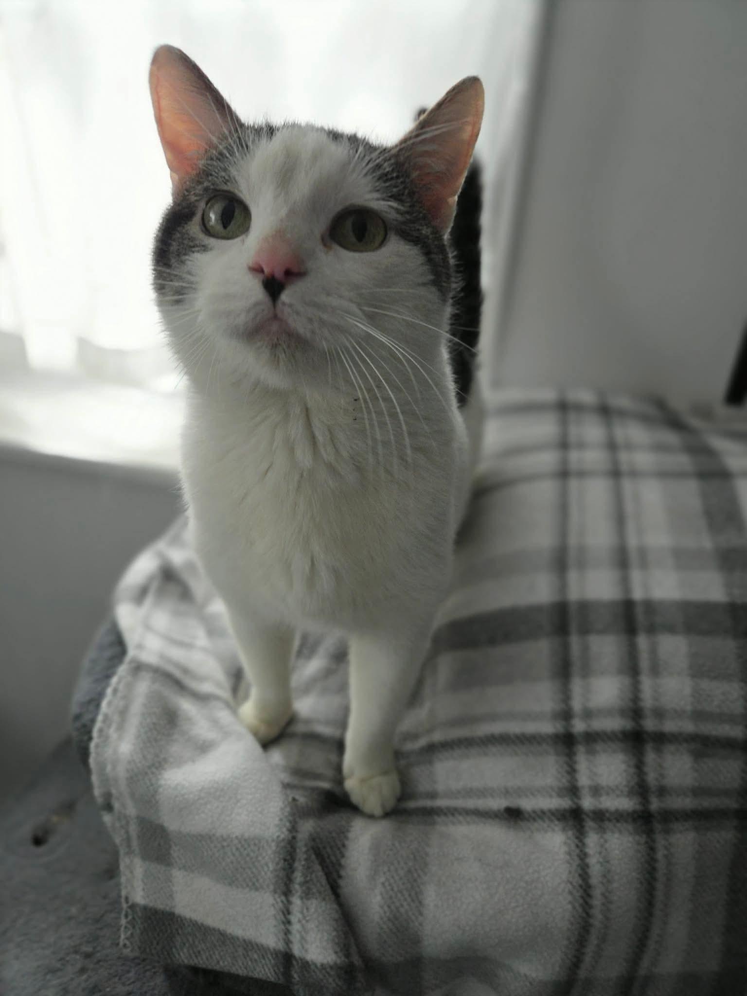 Enlarge Oliver, a ADOPTABLE American Shorthair in Wadsworth, IL image 3/3