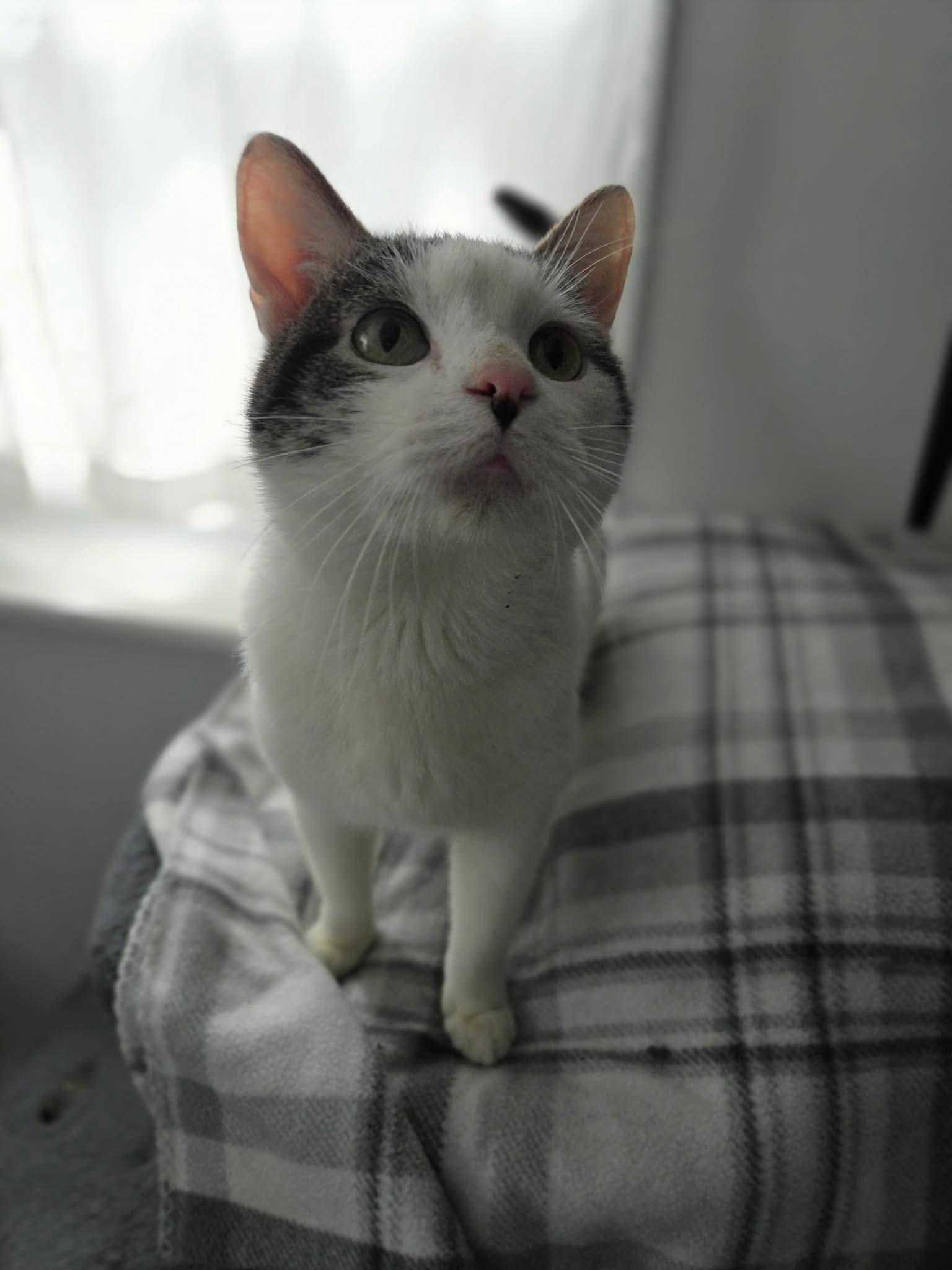 Enlarge Oliver, a ADOPTABLE American Shorthair in Wadsworth, IL image 2/3