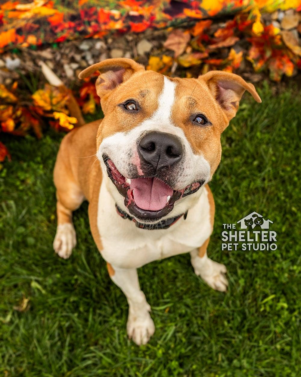 Enlarge Murph AVAILABLE, a Adoptable American Staffordshire Terrier in Canton, OH image 1/6