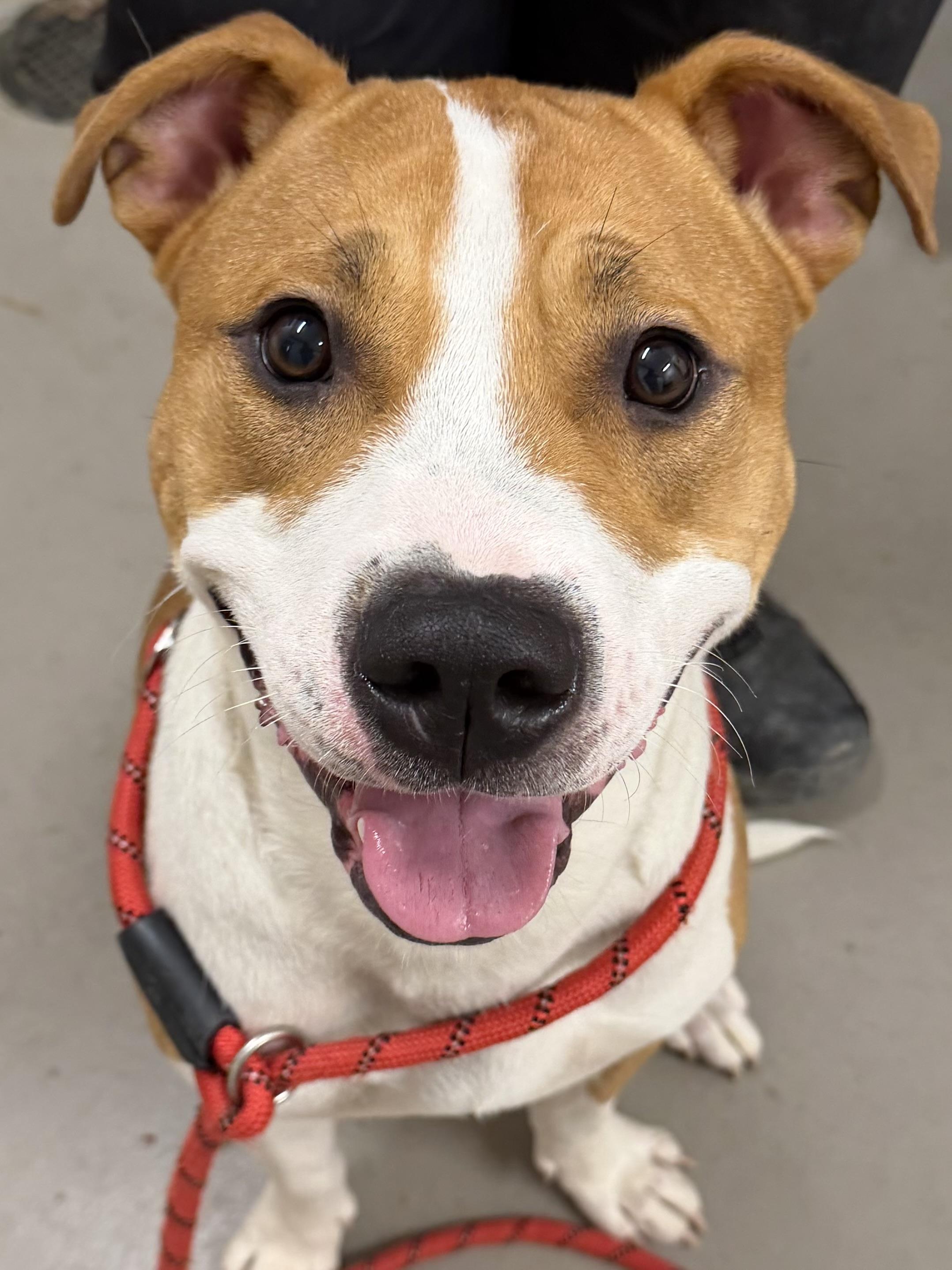 William/ Murph AVAILABLE, ADOPTABLE, Young Male American Staffordshire Terrier.