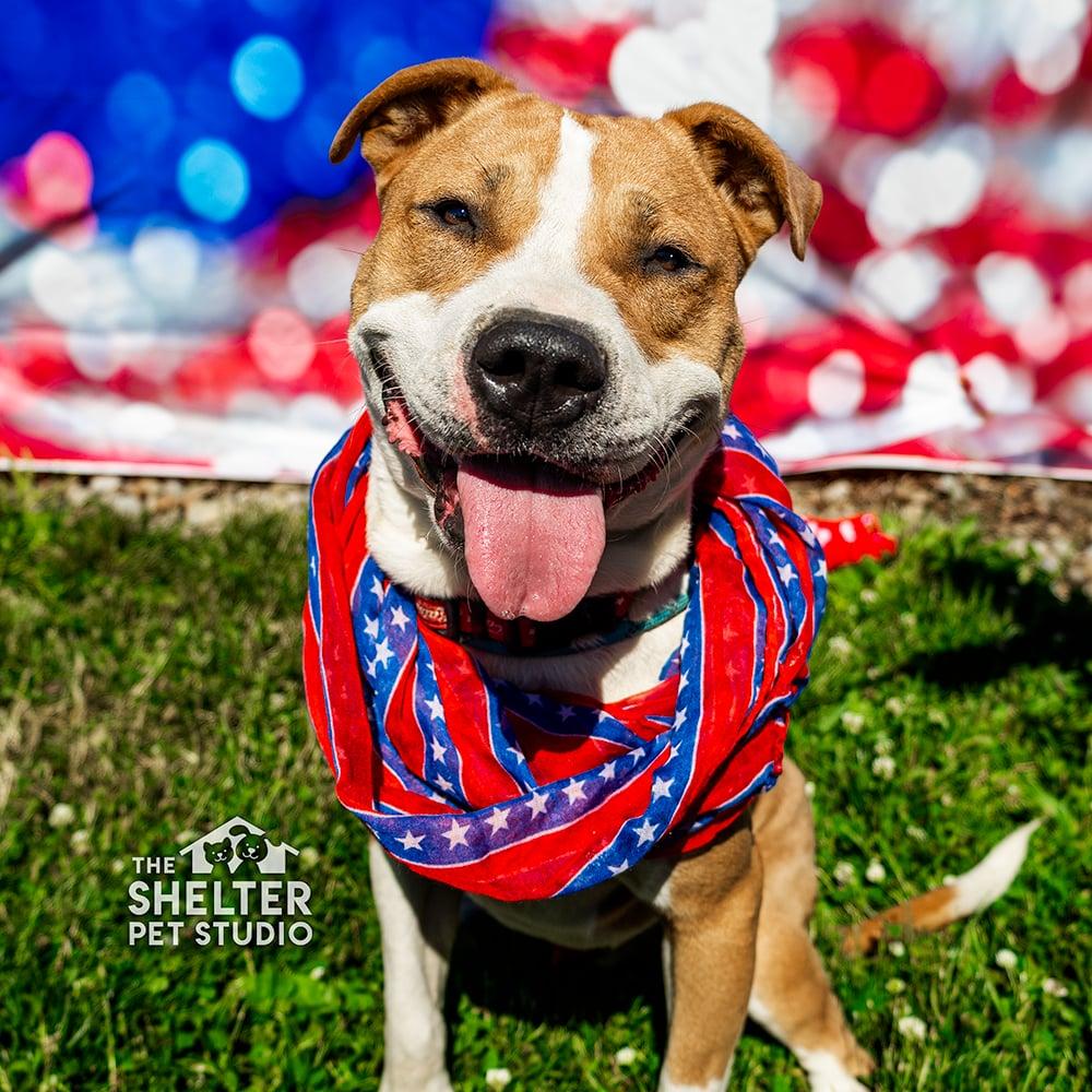 Enlarge Murph AVAILABLE, a ADOPTABLE American Staffordshire Terrier in Canton, OH image 1/4