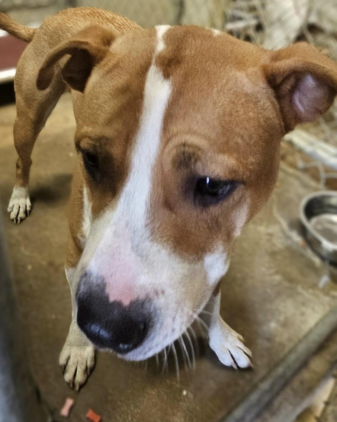 William/ Murph AVAILABLE, a ADOPTABLE American Staffordshire Terrier in Canton, OH image 3/3
