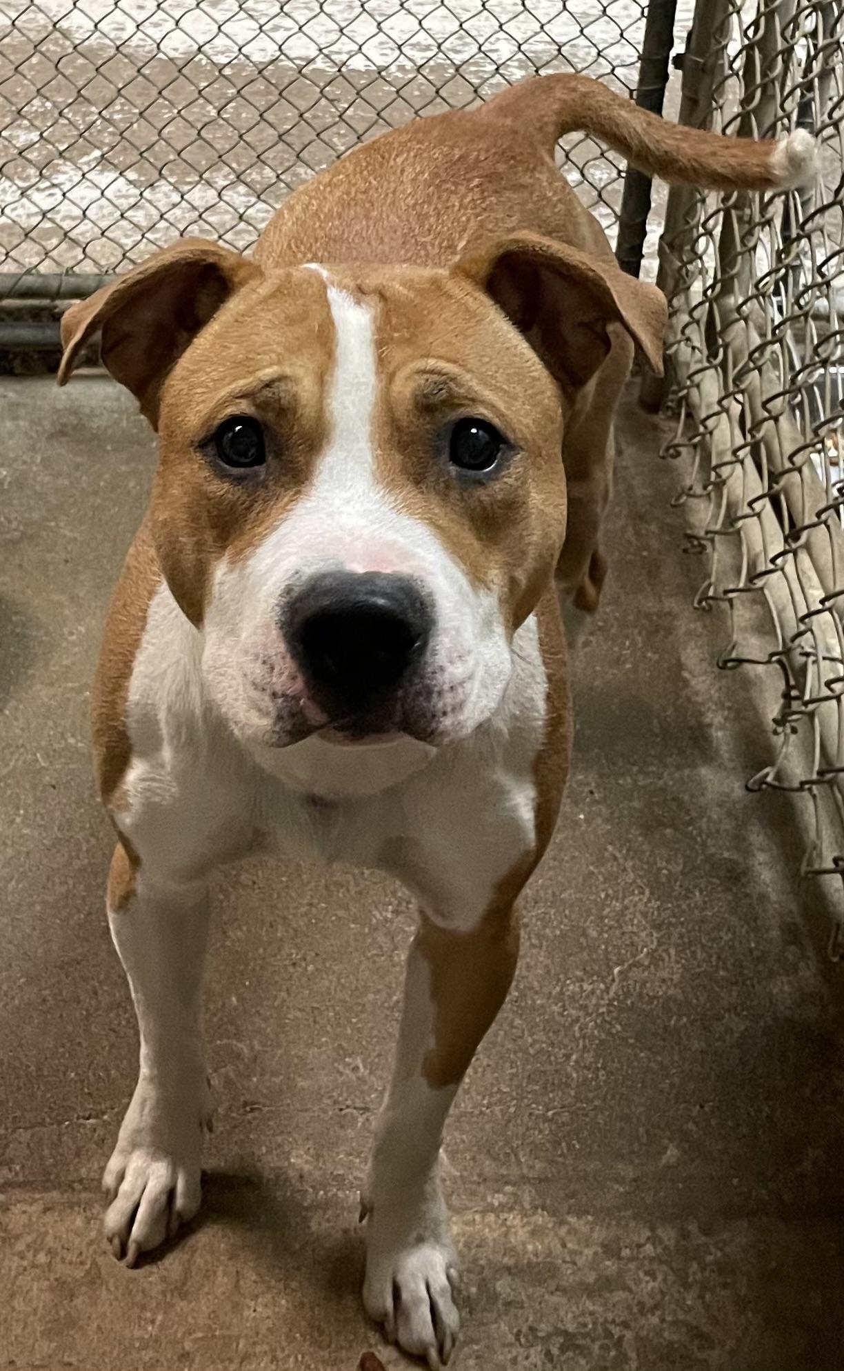 William/ Murph AVAILABLE, a ADOPTABLE American Staffordshire Terrier in Canton, OH image 2/3