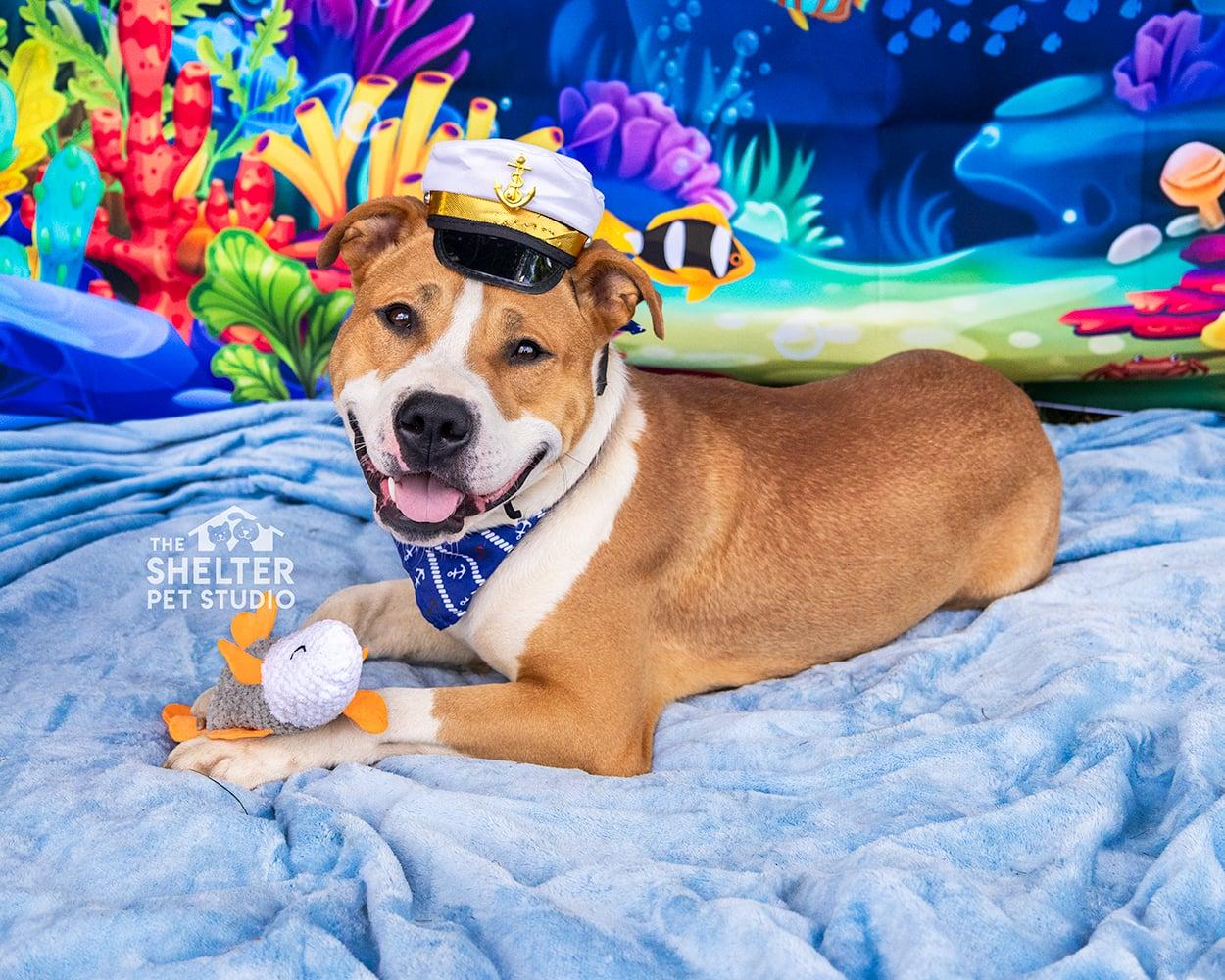 Murph AVAILABLE, ADOPTABLE, Young Male American Staffordshire Terrier.