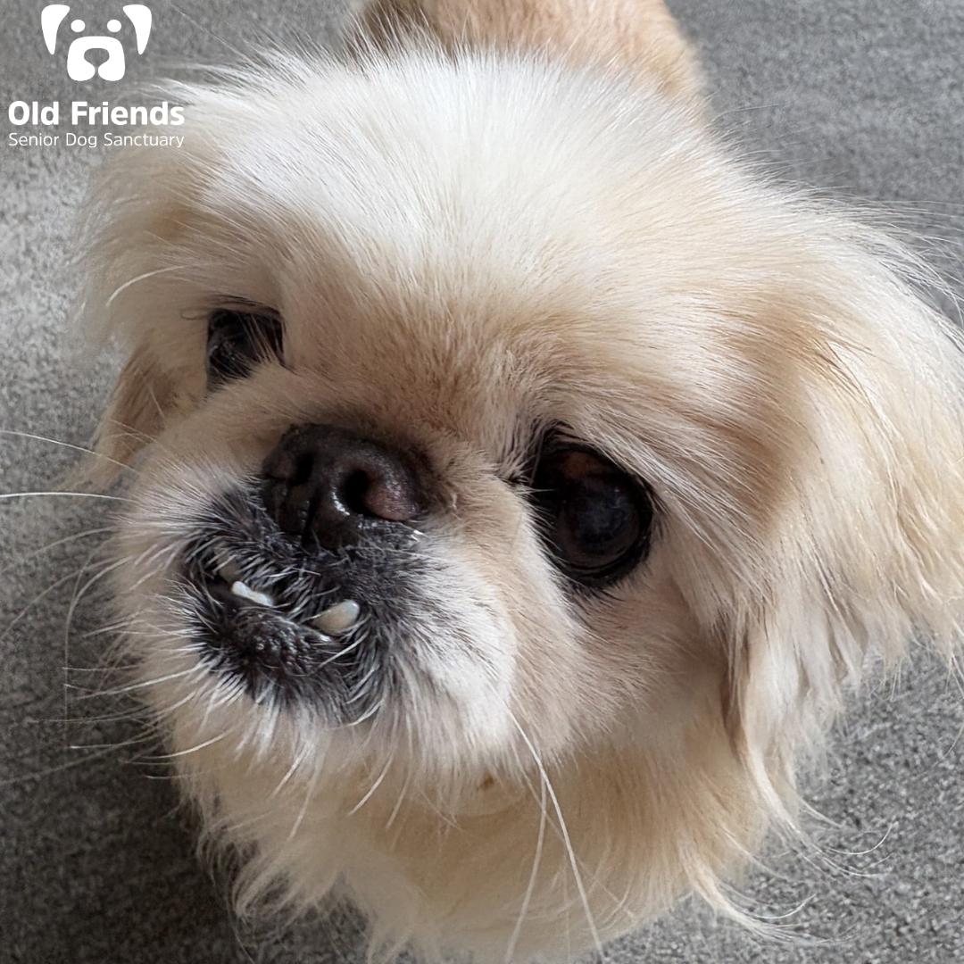 Cherry, Adopted, Senior Female Pekingese.
