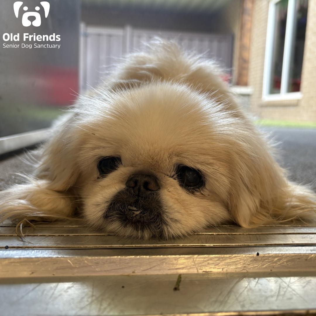 Enlarge Cherry, a Adopted mixed breed in Mount Juliet, TN image 2/3