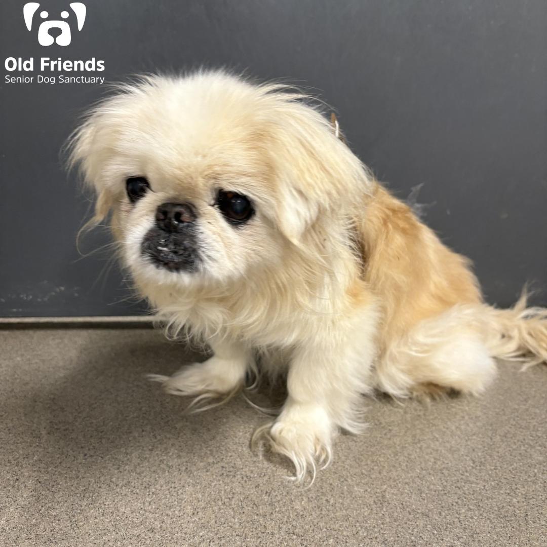 Enlarge Cherry, a Adopted mixed breed in Mount Juliet, TN image 3/3