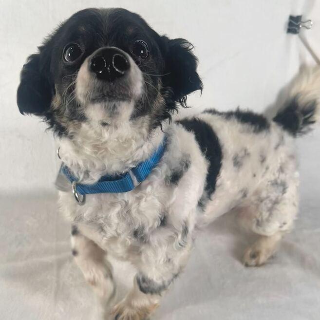 Tank, Adoptable, Senior Male Spaniel & Mixed Breed.