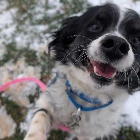 Enlarge Tank, a Adoptable mixed breed in Johnson City, TN image 2/4