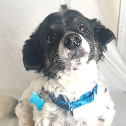 Enlarge Tank, a Adoptable mixed breed in Johnson City, TN image 3/4