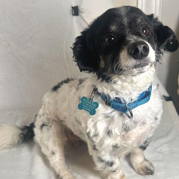 Enlarge Tank, a Adoptable mixed breed in Johnson City, TN image 4/4