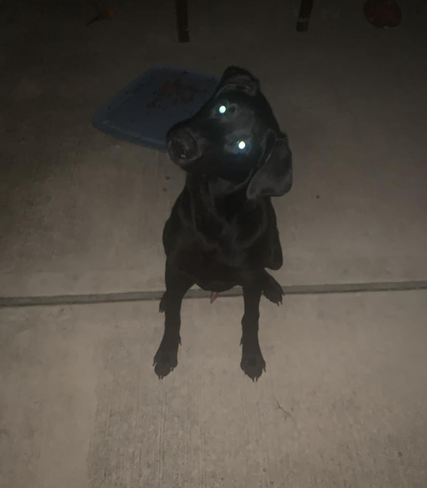 Theberge / Max, Adoptable, Young Male Labrador Retriever.