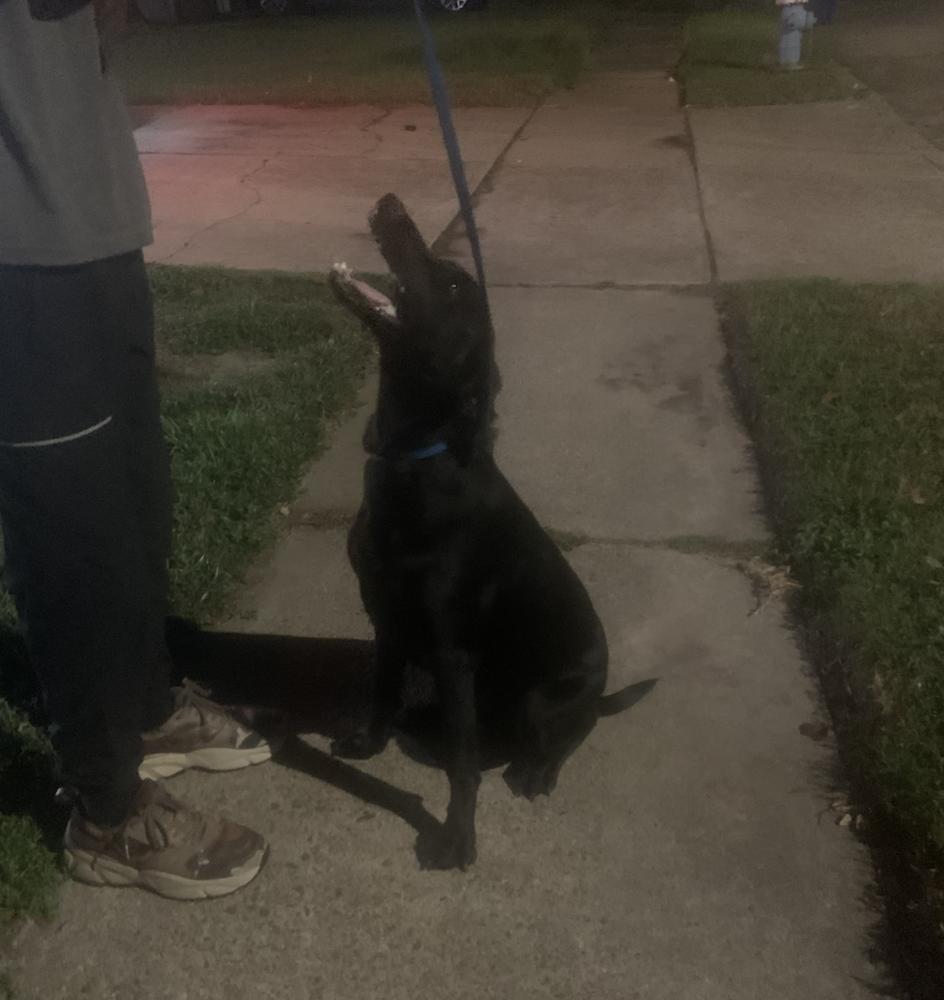 Enlarge Theberge / Max, a Adoptable Labrador Retriever in Broomfield, CO image 2/5