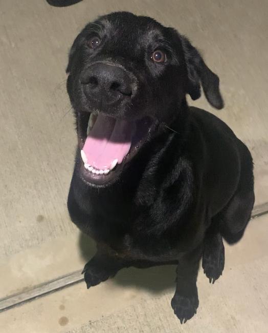 Enlarge Theberge / Max, a Adoptable Labrador Retriever in Broomfield, CO image 3/5