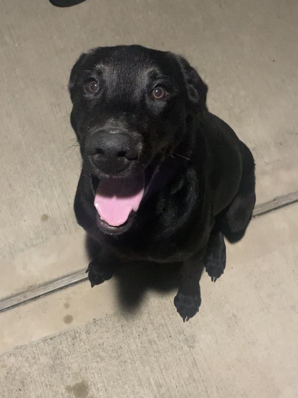 Enlarge Theberge / Max, a Adoptable Labrador Retriever in Broomfield, CO image 4/5