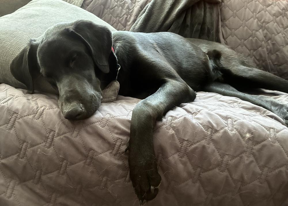 Enlarge Theberge / Max, a Adoptable Labrador Retriever in Broomfield, CO image 5/5