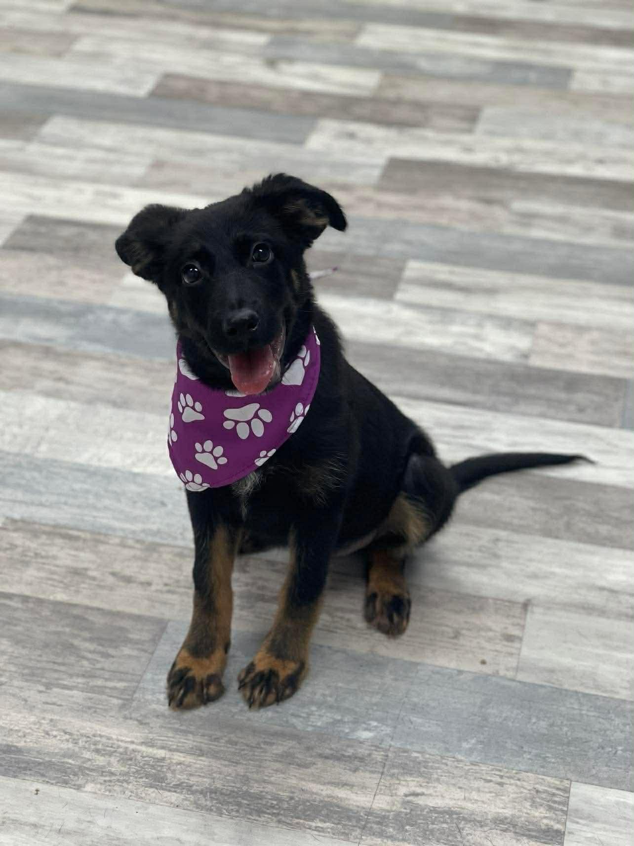 Bella the Shepherd Mix Puppy, a Adoptable mixed breed in Muskego, WI image 3/3